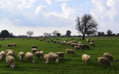 ΟΠΕΚΕΠΕ: Πληρωμές 3 εκατ. ευρώ στον κλάδο της κτηνοτροφίας
