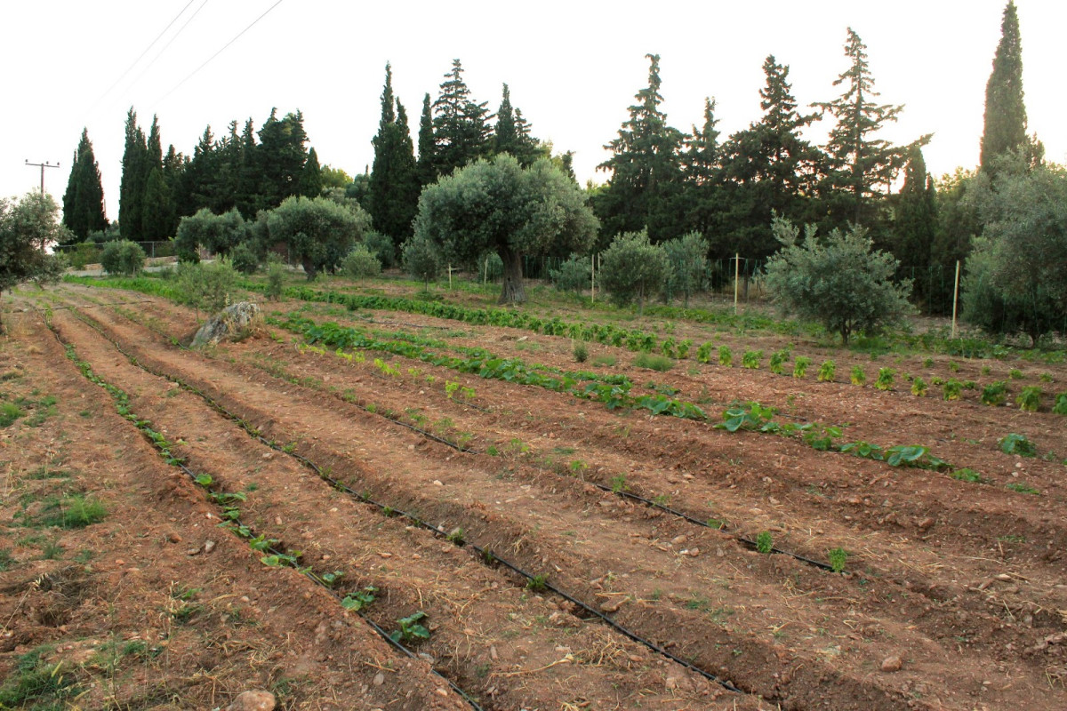 ΕΛΣΤΑΤ: Αύξηση του Γενικού Δείκτη Τιμών Εκροών στη γεωργία- κτηνοτροφία