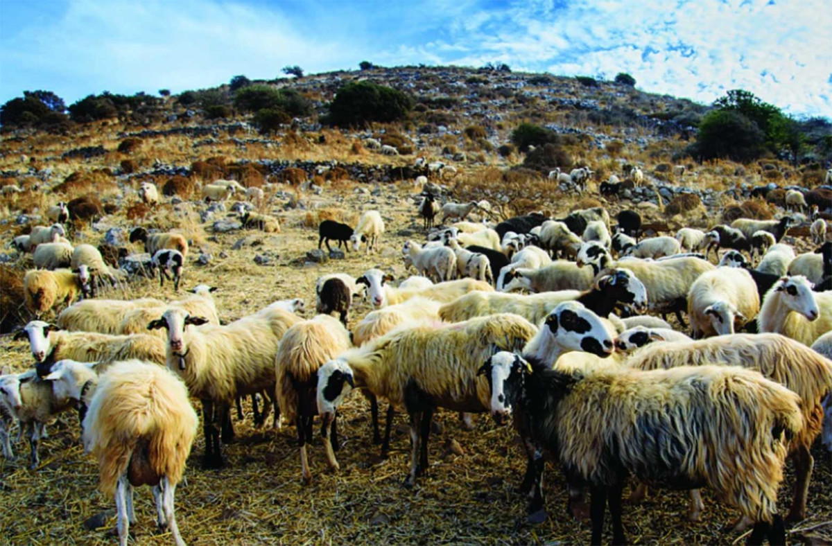 Σύνδεσμος Ελληνικής Κτηνοτροφίας: Η κτηνοτροφία φθίνει-Το 2026 αναμένεται πιο δύσκολο