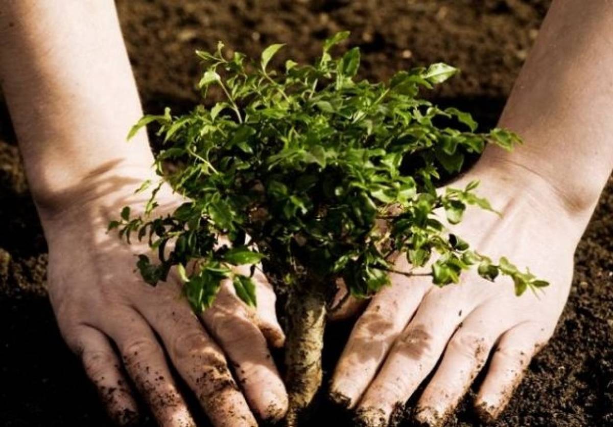 Φύτευση 400.000 δένδρων στη Βόρεια Ελλάδα από τον ΤΑΡ