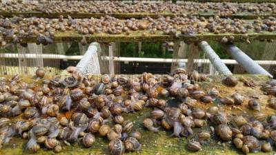 Εκτροφή σαλιγκαριών: «Ανάσα» οι αγορές ΗΑΕ και Αφρικής