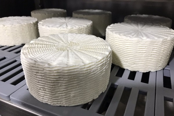 Τυρί από μη παστεριωμένο γάλα παρήγαγε η Αμερικανική Γεωργική Σχολή