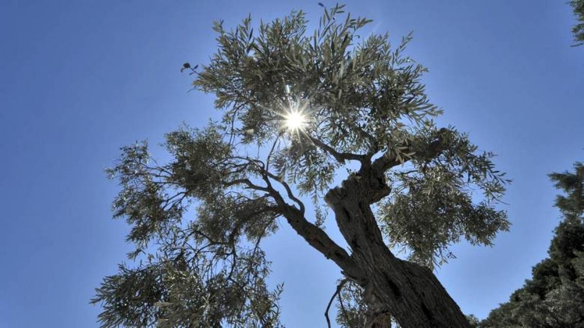 Αίθριος καιρός με άνοδο θερμοκρασίας και αφρικανική σκόνη