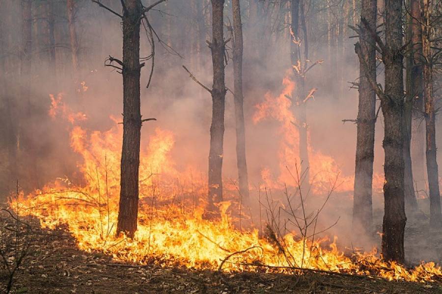 Πυρκαγιές: «Καμπανάκι» της Ελληνικής Αντικαρκινικής Εταιρείας για τα μικροσωματίδια
