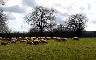 Έκτακτη ενίσχυση σε κτηνοτρόφους: Ανοίγει η πλατφόρμα για τις δηλώσεις