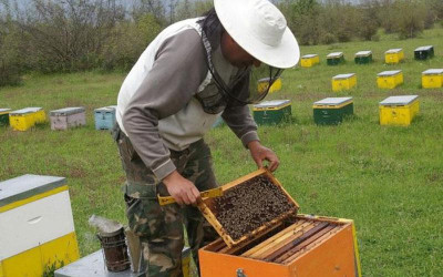 Ενίσχυση €12 εκατ. στους μελισσοκόμους που επλήγησαν απ’την ουκρανική κρίση