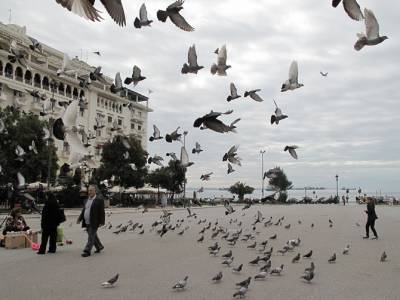 Παράπονα για τα... περιστέρια κάνουν οι ενοικιαστές Airbnb στη Θεσσαλονίκη