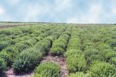 Έρχονται επενδύσεις 10 εκατ. ευρώ στα αρωματικά φυτά με το νέο αναπτυξιακό