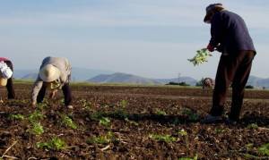 Επτά μέτρα ύψους 170 εκατ. για τη στήριξη των αγροτών