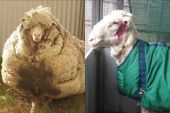 Αυτό είναι το πιο μαλλιαρό πρόβατο-Τρίχες 40 κιλών