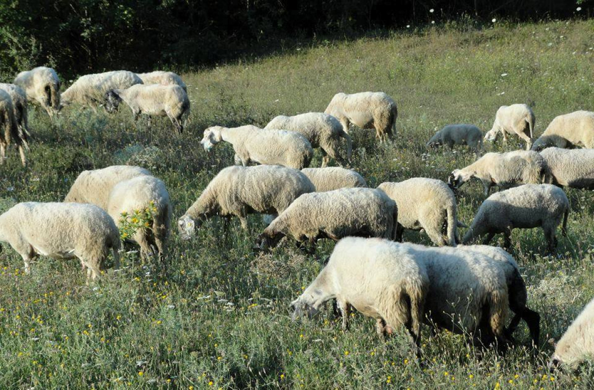 Σέρρες και Φθιώτιδα: Δύο συλλήψεις για παράνομη μετακίνηση αιγοπροβάτων