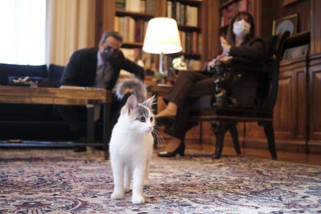 Η… προεδρική γάτα Καλυψώ και η γνωριμία της με τον Πρωθυπουργό