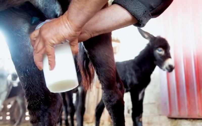 Γάλα γαϊδούρας... Ο,τι καλύτερο για την υγεία και την ομορφιά