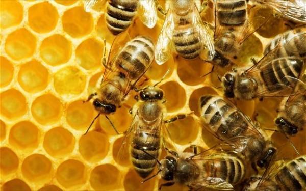 Η Ευρωπαϊκή Επιτροπή καταχωρίζει την πρωτοβουλία πολιτών «Σώστε τις μέλισσες!»