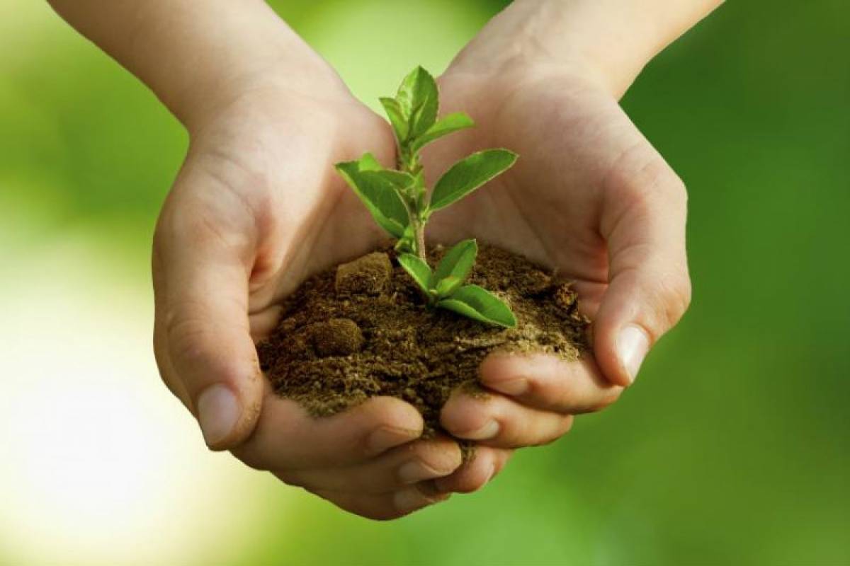Adopt-A-Tree: Πιλοτικό πρόγραμμα του δήμου Αθηναίων για το πράσινο