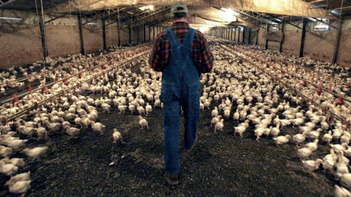Διευρύνεται η δυνατότητα ένταξης πτηνοτροφικών μονάδων στον αναπτυξιακό νόμο