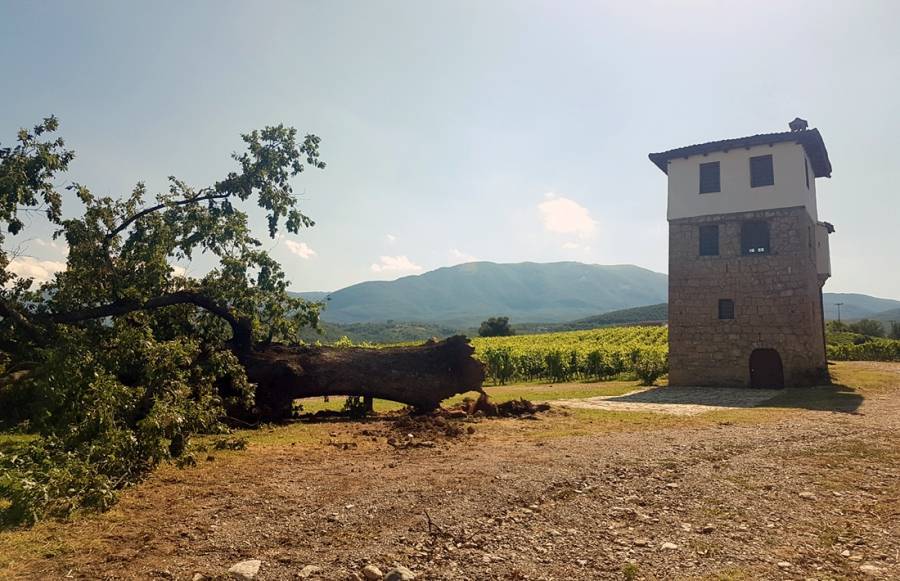 Έπεσε η αιωνόβια δρυς στο Κτήμα Κυρ-Γιάννη