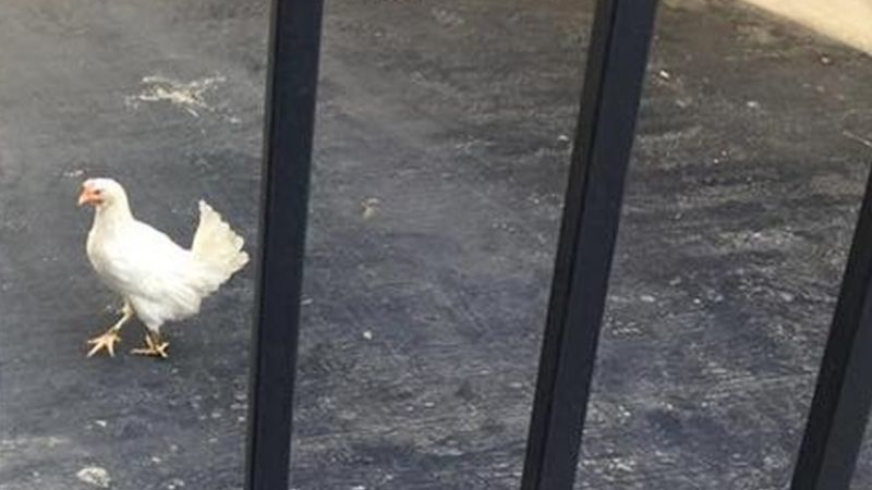 Πέταξαν ζωντανή... κότα στο Μαξίμου!