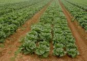 Αυστραλία: «Τραβούν την ανηφόρα» οι εξαγωγές των αγροτικών προϊόντων