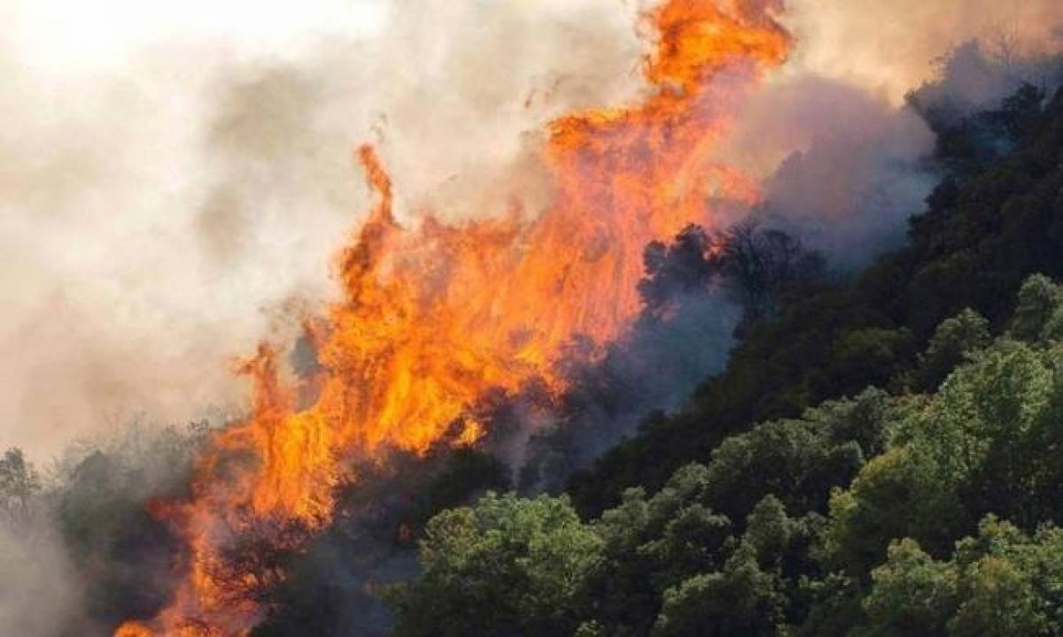 Πυρκαγιά σε δασική έκταση της Χίου