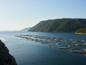 Σελόντα: Υποβολή αιτήματος διαγραφής των μετοχών από το Χρηματιστήριο