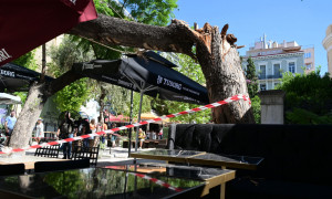 Δήμος Αθηναίων για πτώση δέντρων: Είχαν γίνει οι απαραίτητοι έλεγχοι