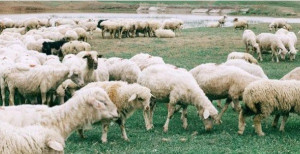 Άλλα €4,1 εκατ. για ενίσχυση της κτηνοτροφίας λόγω του ουκρανικού