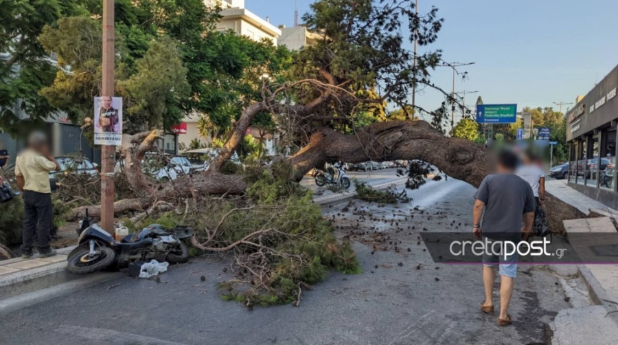 Ηράκλειο: Εισαγγελική έρευνα για τον θάνατο μοτοσικλετιστή από πτώση δένδρου
