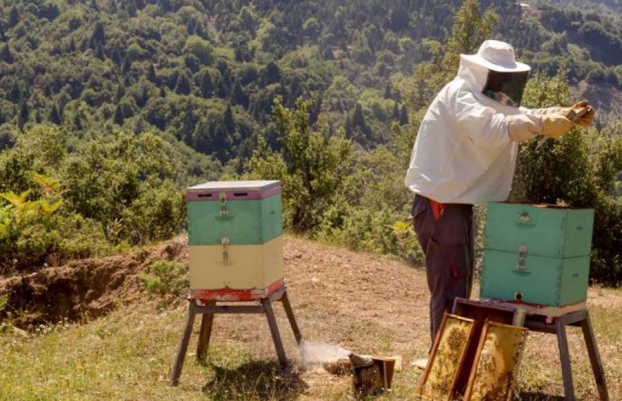 Τι περιλαμβάνει το πακέτο στήριξης των πυρόπληκτων μελισσοκόμων