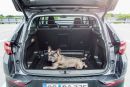 Σκύλος και Αυτοκίνητο: Aσφάλεια και για τους τετράποδους φίλους μας