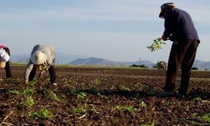Παρατείνεται υποβολή αιτήσεων για την κατάρτιση νέων αγροτών