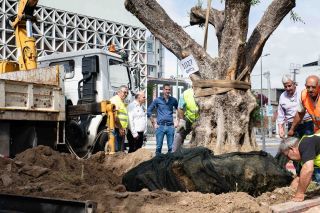 ΕΡΓΟΣΕ: Παράδοση ελαιόδεντρων στον Δήμο Αθηναίων και στον Δήμο Ιλίου
