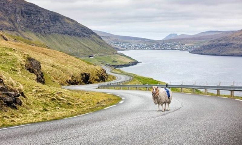 Μετά το Street View έρχεται το... Sheep View