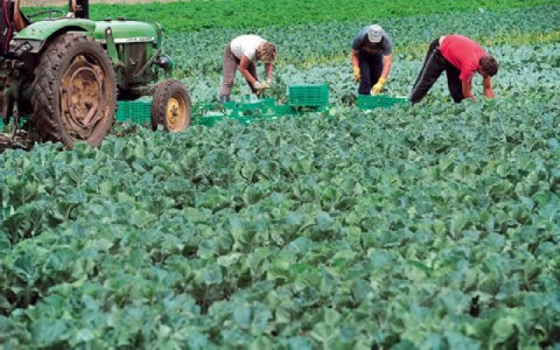 Πτωτική πορεία στις τιμές γεωργικών προϊόντων τον Οκτώβριο