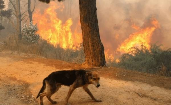 Η Protect Animals Greece καλύπτει τα έξοδα υιοθεσίας πυρόπληκτων ζώων