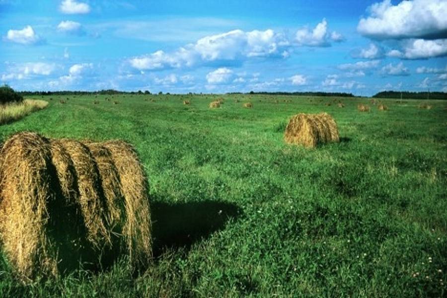 Κυβερνητικό σχέδιο αξιοποίησης των μόνιμων βοσκοτόπων