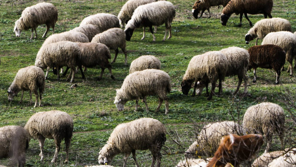 ΚΥΑ για επιπλέον €21 εκατ. σε αιγοπροβατοτρόφους για το αυξημένο κόστος ζωοτροφών λόγω ευλογιάς