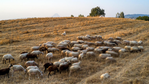 Κέλλας για νέα ΚΥΑ για βοσκότοπους: Διαφάνεια και προστασία πραγματικών κτηνοτρόφων