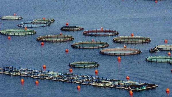 Θέμα ημερών η τριπλή συγχώνευση στις ιχθυοκαλλιέργειες