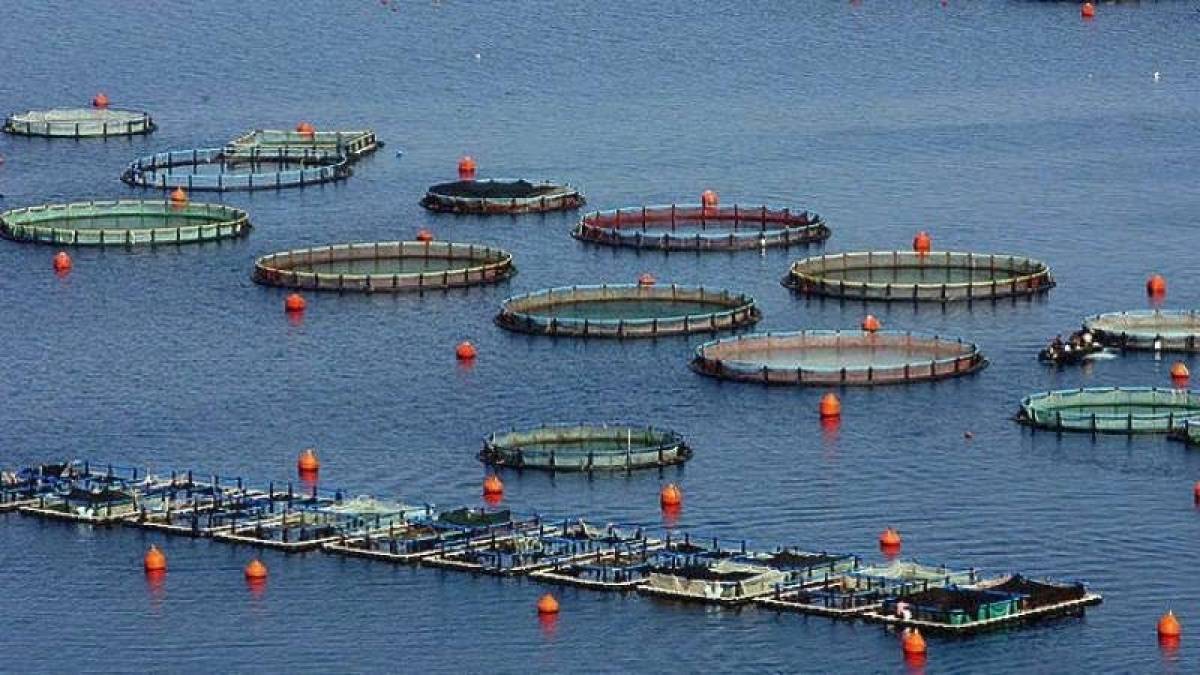 Θέμα ημερών η τριπλή συγχώνευση στις ιχθυοκαλλιέργειες