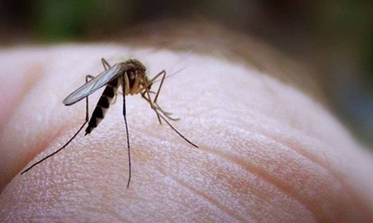 Ακόμα δύο νεκροί θύματα του ιού του Δυτικού Νείλου