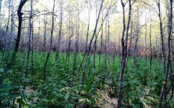 Μαλακάσα: «Κρυμμένη» σε δάσος φυτεία με 760 δενδρύλλια κάνναβης