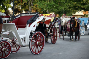 Κέρκυρα: Εισαγγελική παρέμβαση για το θάνατο αλόγου-Πρόστιμο 30.000 ευρώ