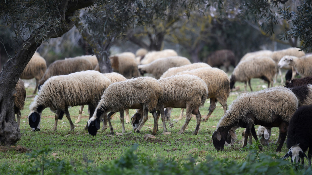 Σχεδόν μισό εκατομμύριο αιγοπρόβατα θανατώθηκαν λόγω ευλογιάς από το 2024
