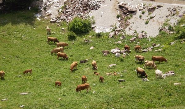 Χασούρα 500 εκ.ευρώ από τα ελληνικά βοσκοτόπια;