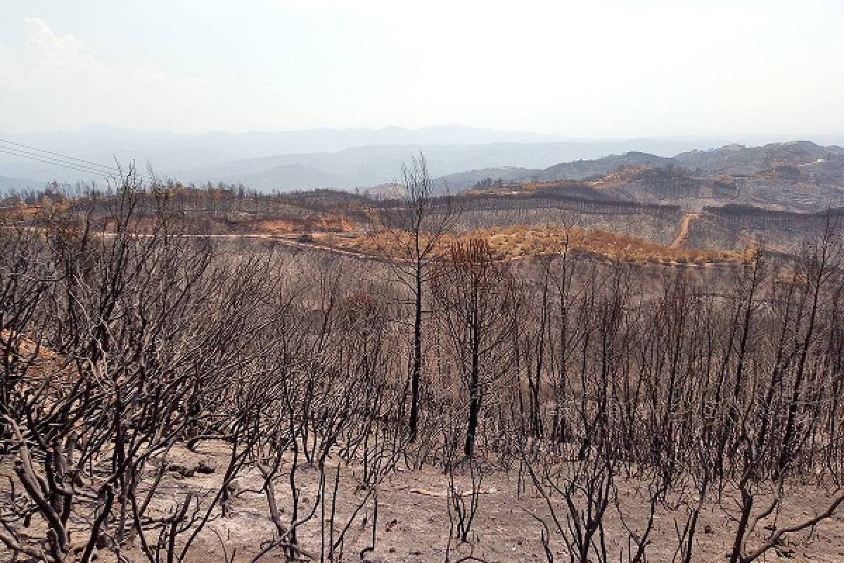 Έρχονται αποζημιώσεις για καλλιέργειες που κάηκαν το καλοκαίρι του 2021