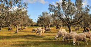Μάχη στη Βουλή για τον πρωτογενή τομέα: Αντιπαράθεση για αποζημιώσεις και διαχείριση της ευλογιάς στα αιγοπρόβατα