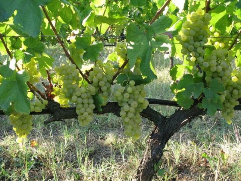 Στο limit up διεθνώς οι τιμές στο Ασύρτικο Σαντορίνης