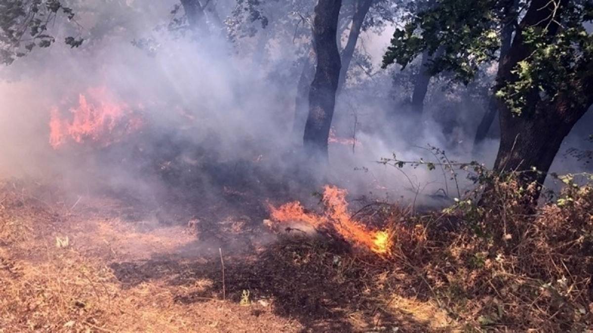 Πυρκαγιά σε αγροτοδασική έκταση της Ηλείας