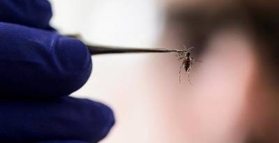 ΕΟΔΥ: Δέκα νεκροί από τον ιό του Δυτικού Νείλου